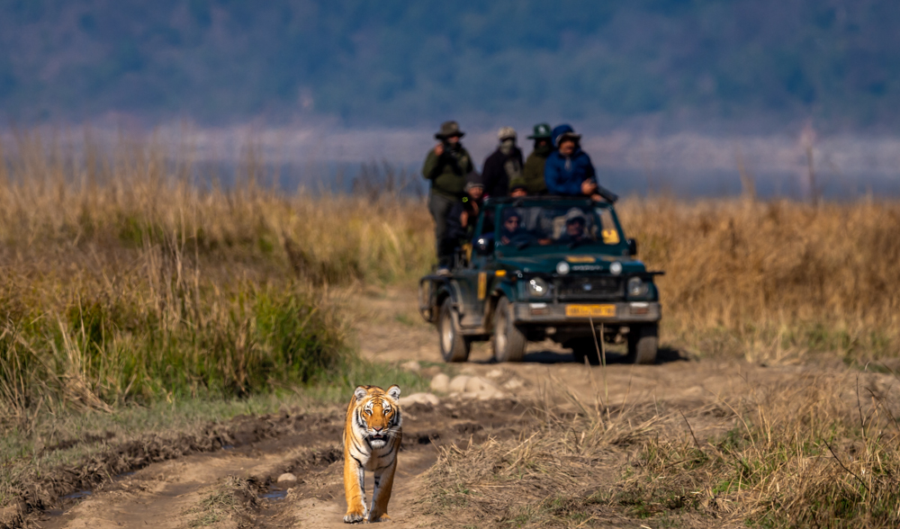 Day 4: Jim Corbett Safari | Leisure Day